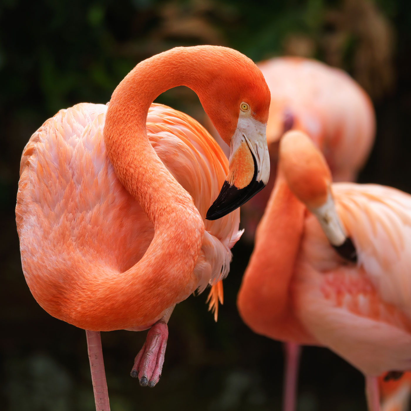 23 Animals That Start With F LeslieRaefe